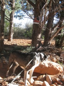 Bongo ignoring a No Trespassing sign