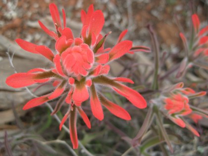 Indian Paintbrush in bloom