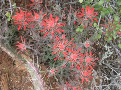 Indian Paintbrush