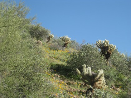 Jumping Cholla cactus