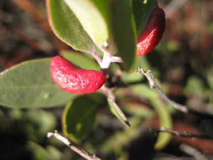 Long red berry like things