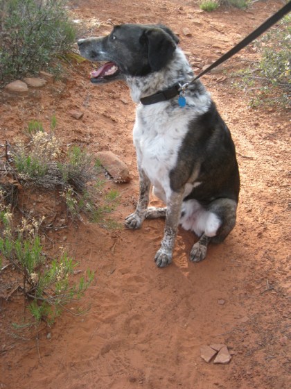 Bongo looking away from the broken rock