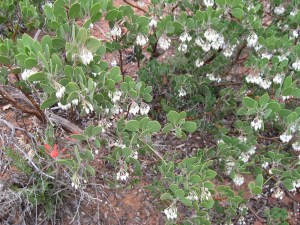 Indian Paintbrush hiding under blooming manzanita bush