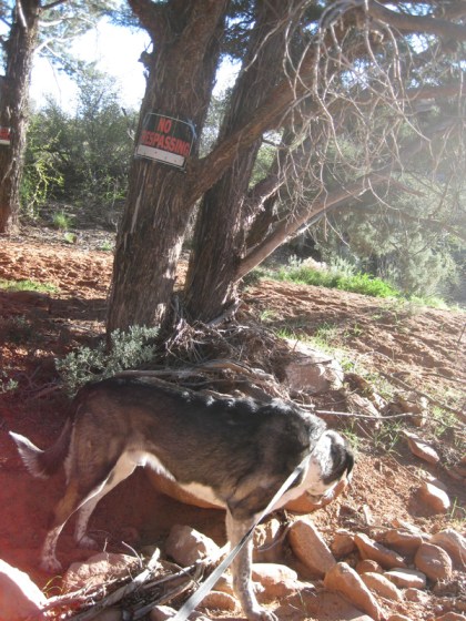 Bongo in front of No Trespassing sign