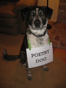 Bongo with a Poetry Dog sign