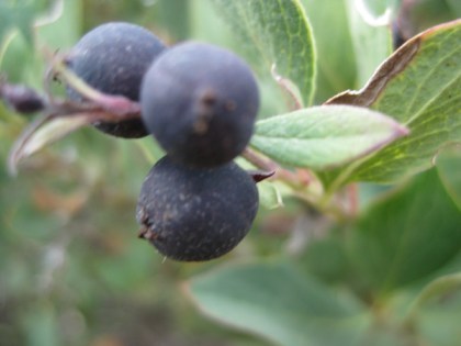 Dark Purple Berries