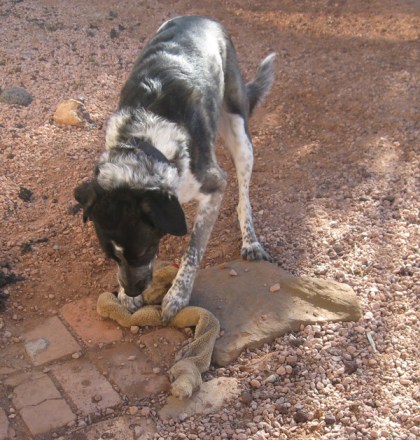 Bongo playing with a toy snake