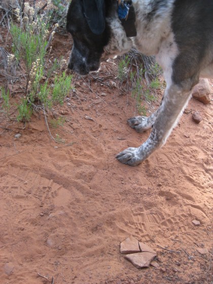 Bongo sniffing a bush near the broken rock