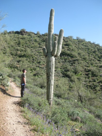 Saguaro cactus dwarfing Bongo's younger person