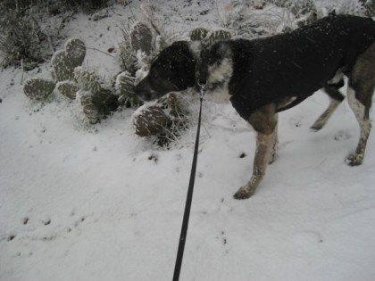 Bongo in the snow