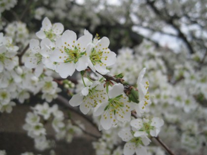 white blossoms