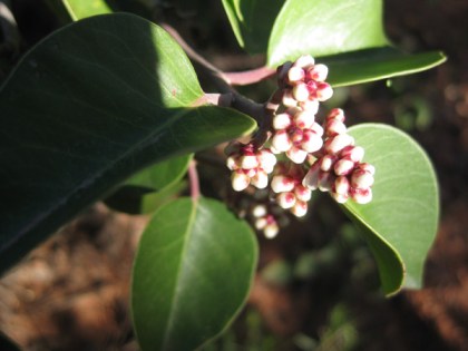 Sugar sumac with buds that turned white