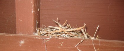 Bird nest on a rafter