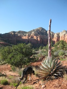 Bongo and a century plant
