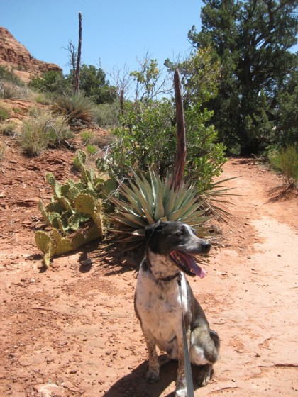 Bongo in front of a century plant