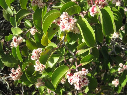 Sugar sumac bush in bloom