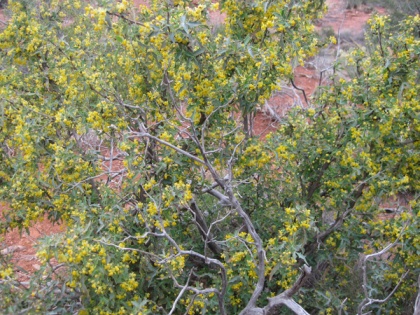 Bush with yellow flowers