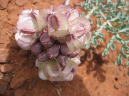 Ground plant in full bloom