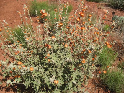Globe Mallow