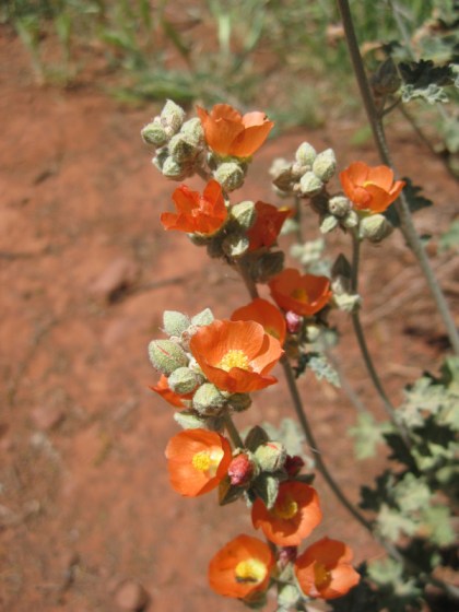Globe Mallow Blossoms
