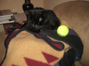 Scratchy with a tennis ball