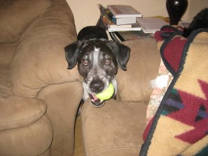 Bongo behind couches with a tennis ball