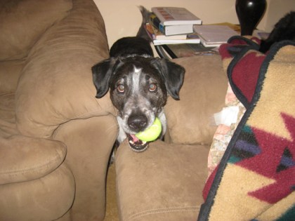 Bongo behind couches with a tennis ball