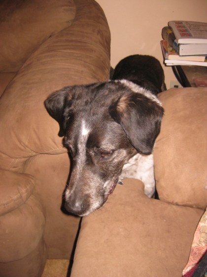 Bongo looking for a way to get out from the couches