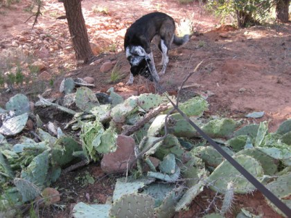 Bongo sniffing near the damaged prickly pear