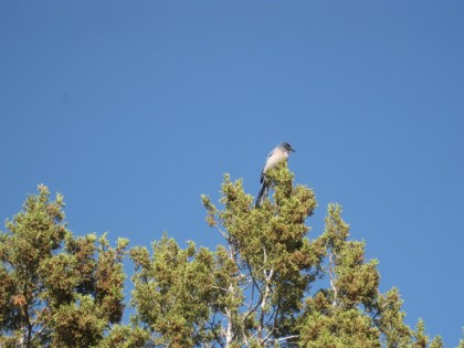 Scrub Jay on top of tree