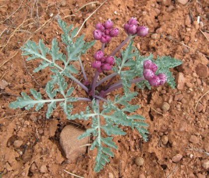 Ground plant with tight purple blossoms