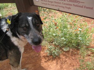 Bongo and a Globe Mallow under a sign