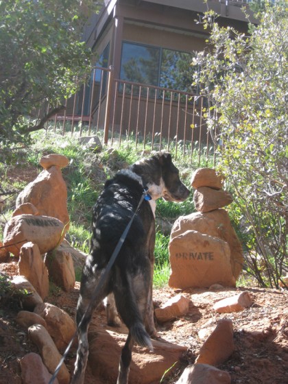 Bongo looking at Private Sign