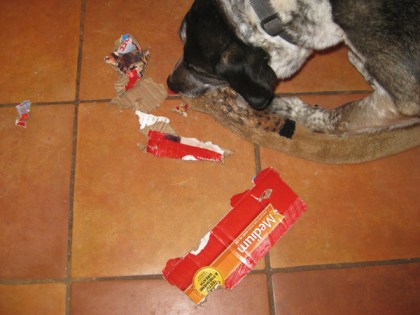 Bongo attacking his toy snake