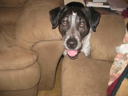 Bongo stuck behind the couches