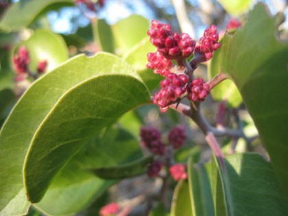 Sugar sumac in bud