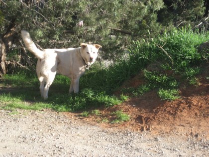 Ghost Dog wagging his tail