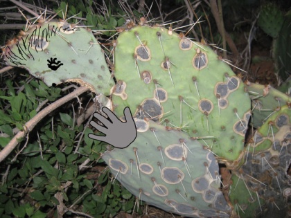 prickly pear cactus with drawings to look like an alien