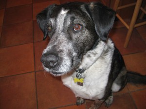 Bongo with a begging look