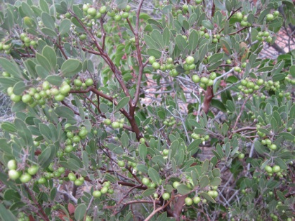 Manzanita bush full of berries