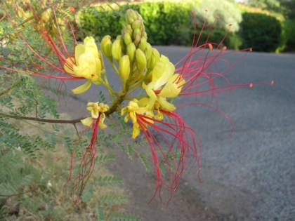 Bird of Paradise flower