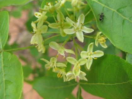 Blossoms and an ant on a leaf