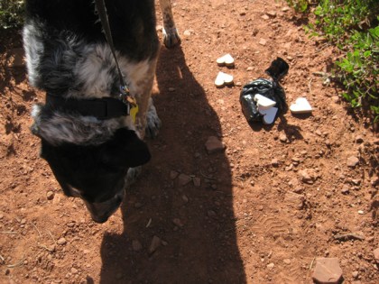 Bongo near a bag with something on it