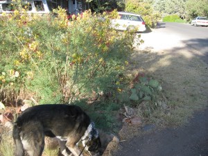 Bongo by a Bird of Paradise bush