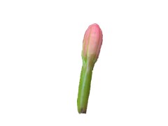Century Plant bud