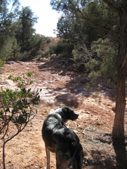 Bongo on an empty trail