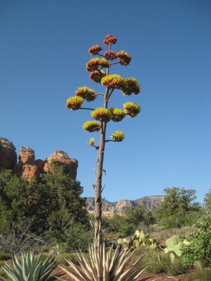 Century plant in front of Coffee Pot Rock