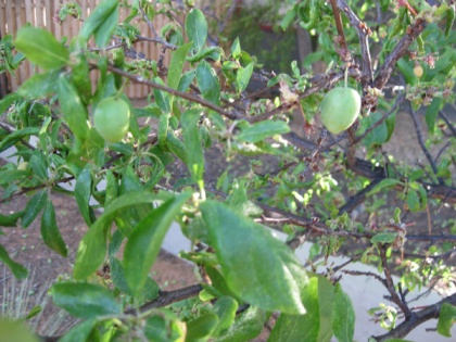 Tree with green fruit