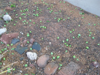 Lots of green fruit on the ground