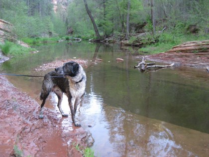 Bongo looking away from the creek